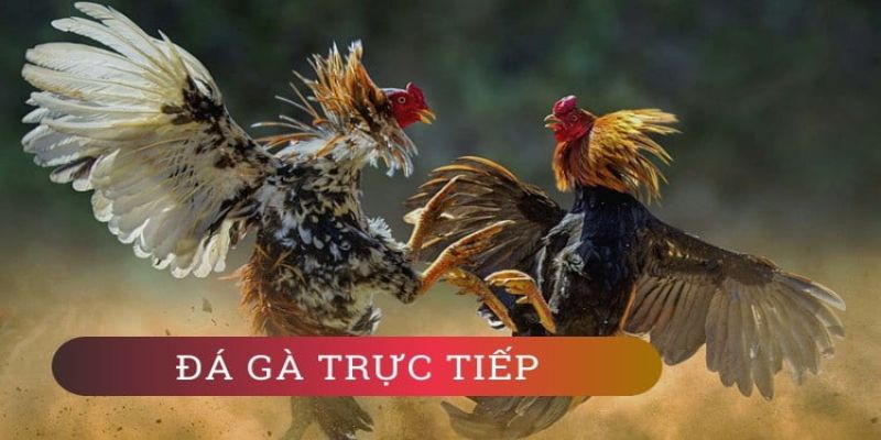 Mức độ khả thi của phần mềm hack đá gà thấp
