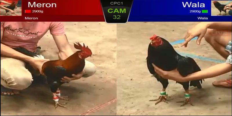 Tỉnh táo trước quảng cáo về phần mềm hack đá gà