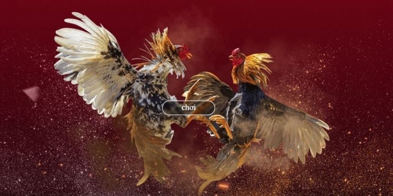 Ưu điểm của đá gà online