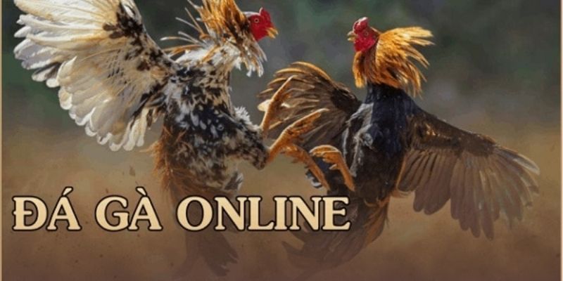 hướng dẫn đá gà online