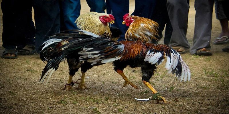 Đá gà trực tiếp có ưu điểm gì?