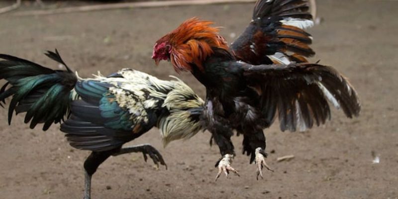 Kinh nghiệm đá gà đổi thưởng