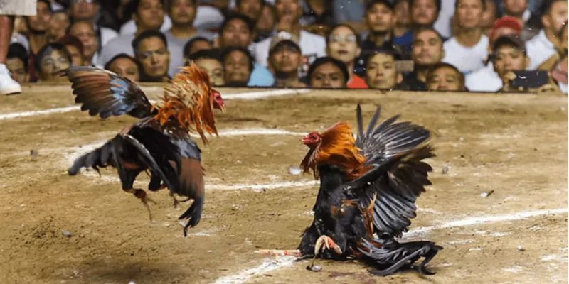 Kinh nghiệm đá gà đổi thưởng