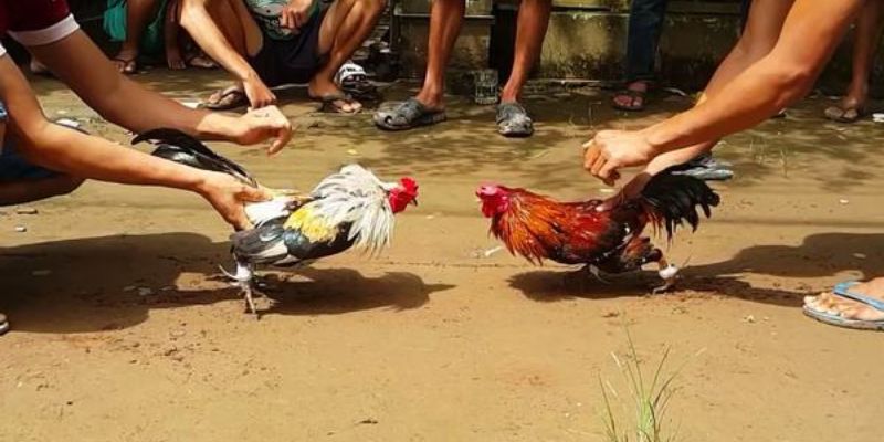 Đá gà đổi thưởng