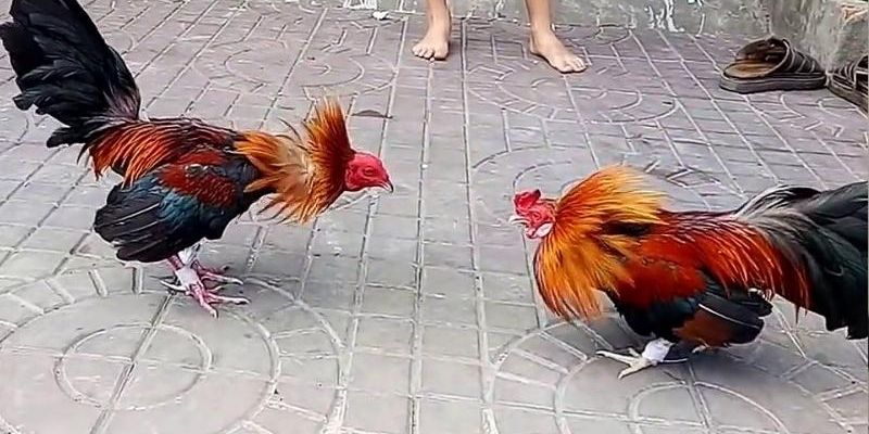 cửa cược trong đá gà hàng xáo