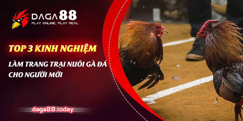 Kinh nghiệm làm trang trại nuôi gà đá