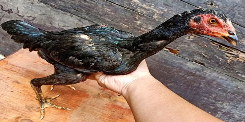 Chọn giống trong kỹ thuật nuôi gà đá