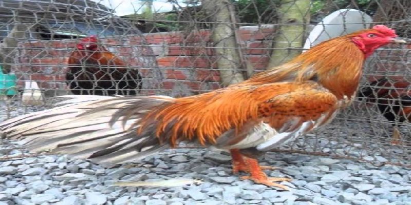Kỹ thuật làm chuồng trong cách nuôi gà đá chuẩn