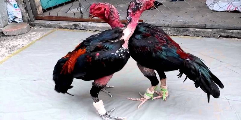 Kỹ thuật luyện tập cho gà đá
