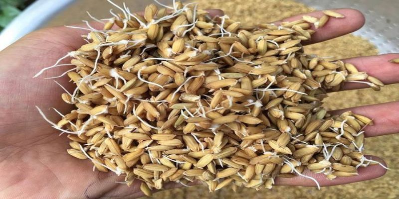 Thức ăn trong kỹ thuật nuôi gà đá
