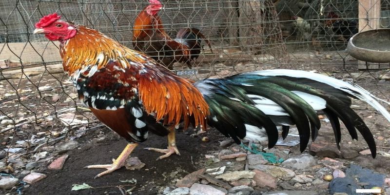 Tổng quan về kỹ thuật nuôi gà đá cựa sắt mạnh