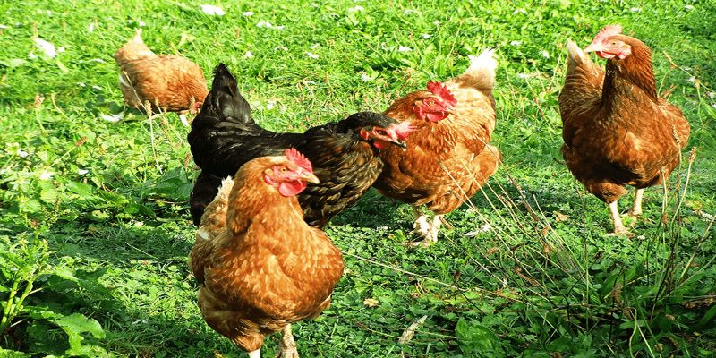 Ưu, nhược điểm của kỹ thuật nuôi gà thả vườn