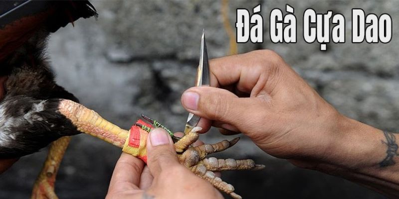 Bản chất đá gà cựa dao sử dụng kim loại sắc bén ở chân