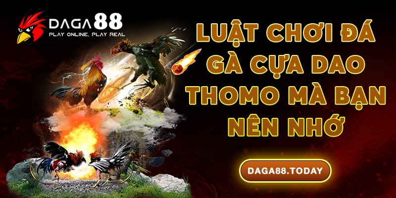 Luật chơi đá gà cựa dao Thomo mà bạn nên nhớ
