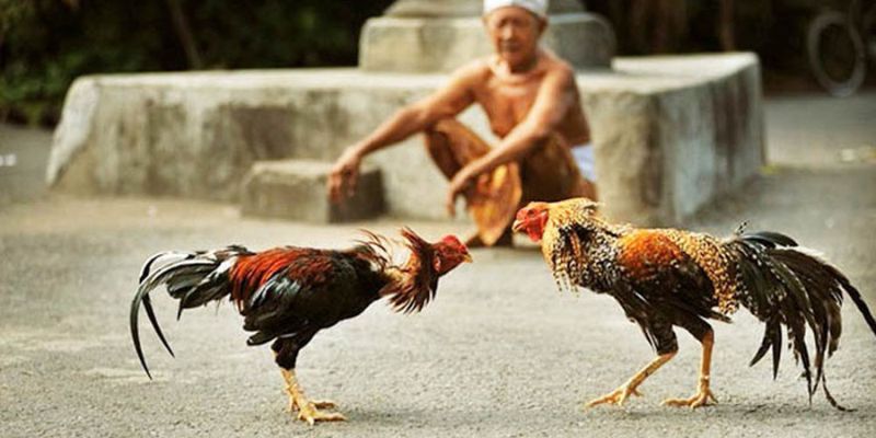 cửa cược trong đá gà online