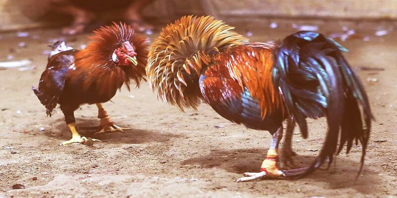 luật đá gà cựa sắt