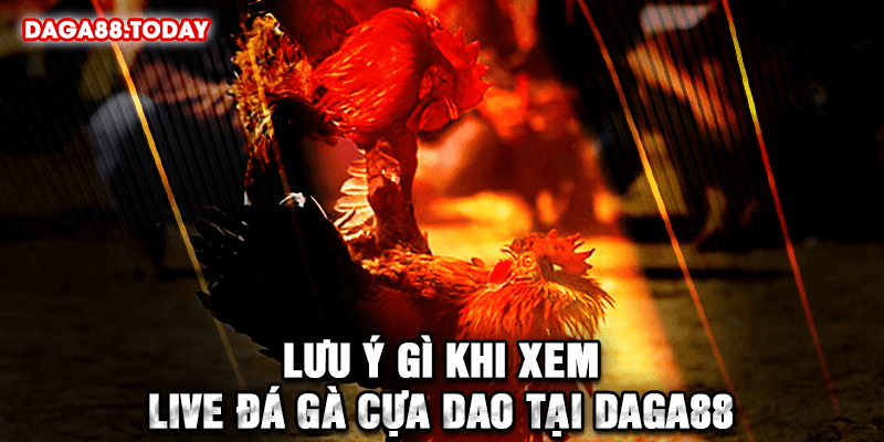 Lưu ý gì khi xem live đá gà cựa dao tại Daga88
