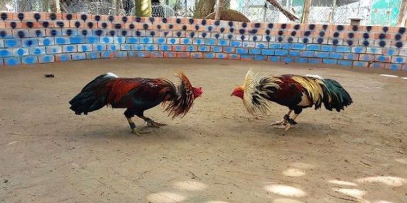Mánh khóe gà đá mạng