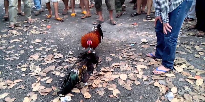 Lưu ý khi gặp những mánh khóe gà mạng