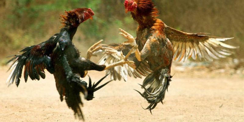 mánh khóe đá gà mạng