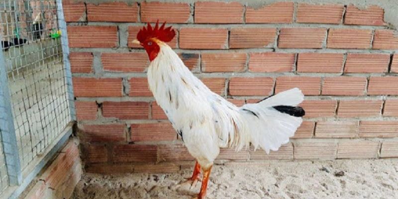 Cách xem màu mạng gà đá cựa sắt chuẩn theo ngày