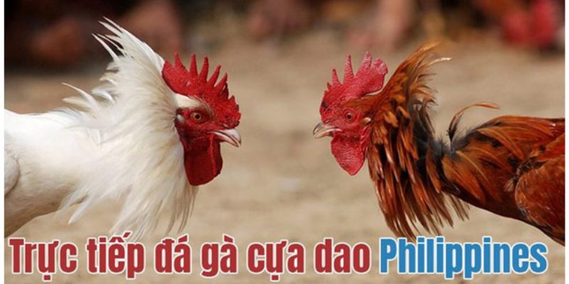 Tham khảo thành tích gà chiến trước khi đặt cược - mẹo đá gà cựa dao