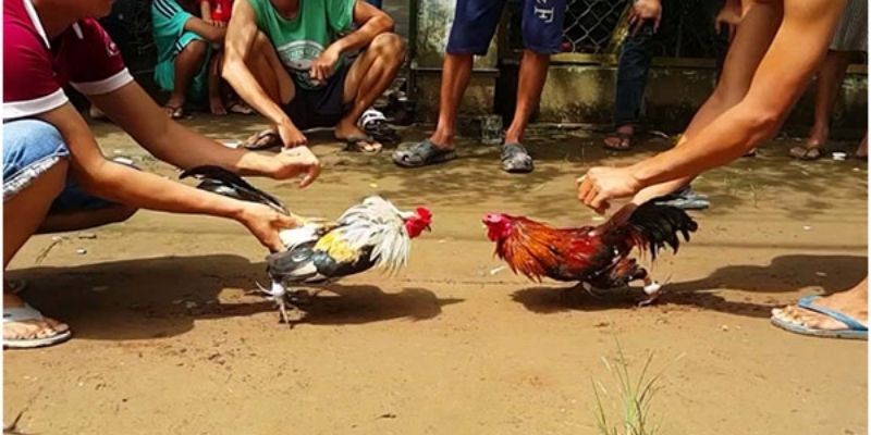 Ưu điểm của đá gà online