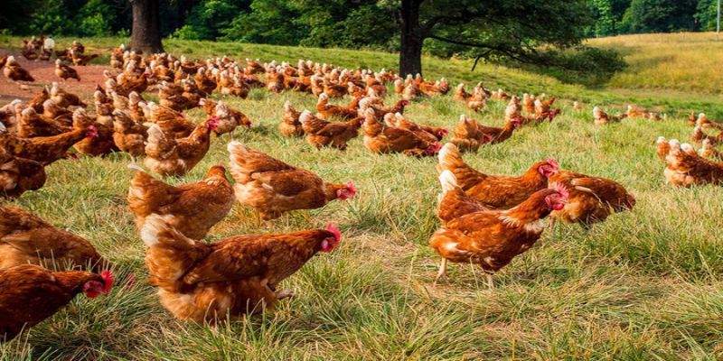 Mô hình chăn nuôi gà thả vườn