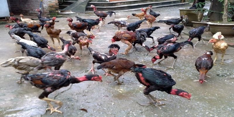 Mô hình nuôi gà chọi làm giàu được nhiều người lựa chọn