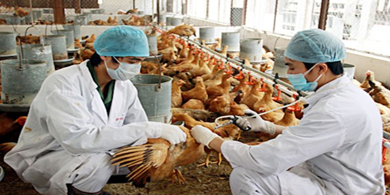 Phòng ngừa bệnh tật khi nuôi gà chọi
