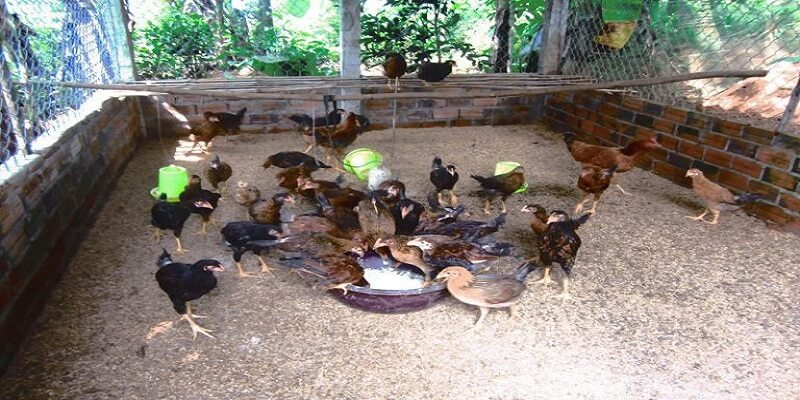 mô hình nuôi gà thả vườn