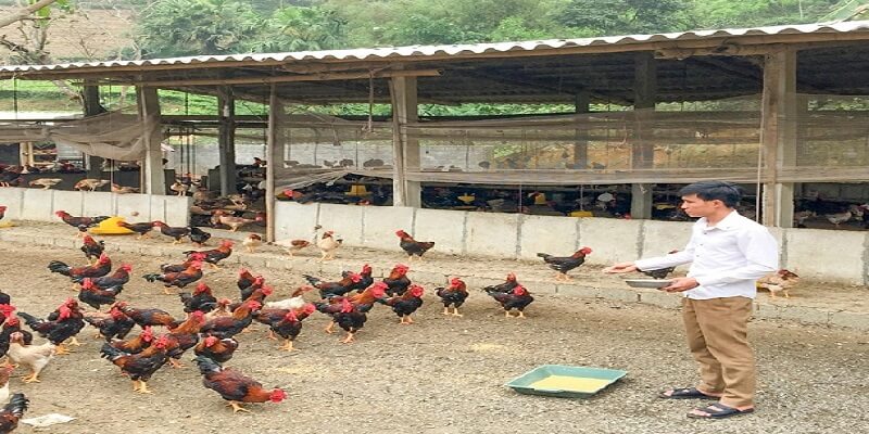 mô hình nuôi gà thả vườn