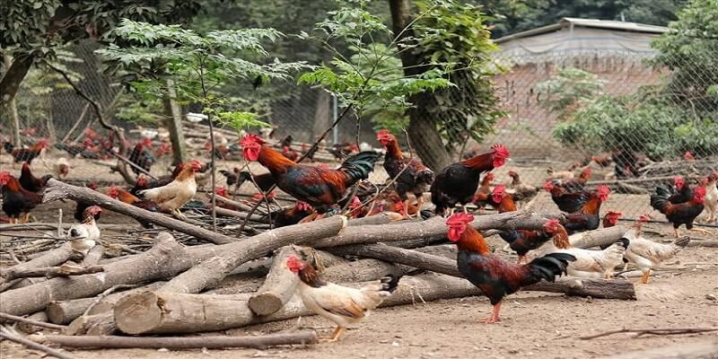 mô hình nuôi gà thả vườn