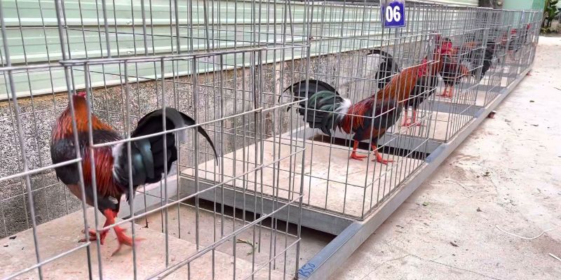 Mô hình nuôi gà tre đá chuẩn mang đến lợi ích gì?
