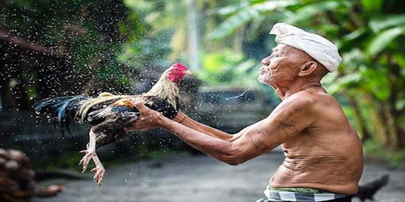 Kỹ thuật chăm sóc gà tre đá