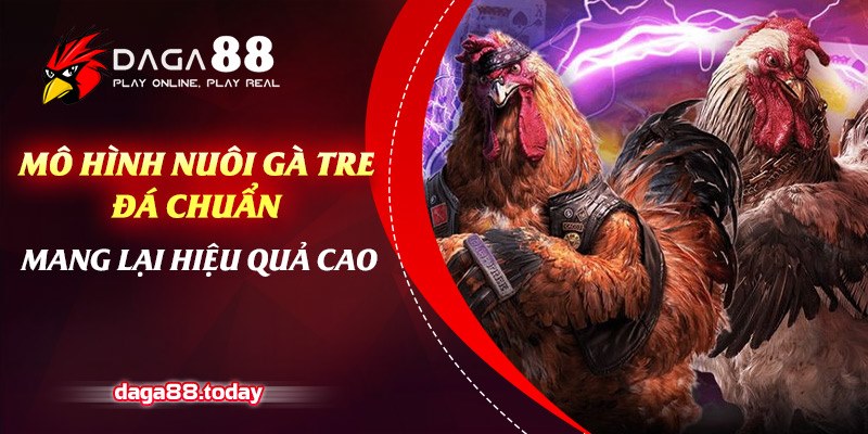 Mô hình nuôi gà tre đá