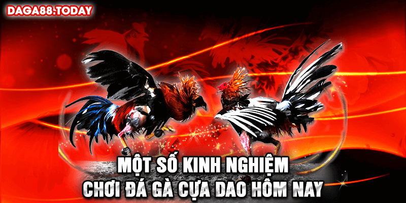 Một số kinh nghiệm chơi đá gà cựa dao hôm nay
