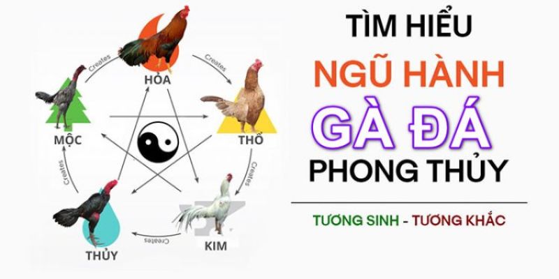 Xem ngày đá gà theo màu và mùa 