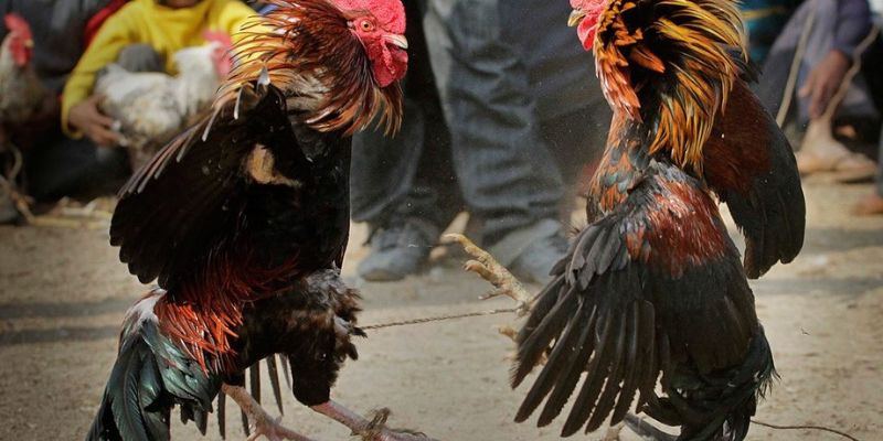 ngày đá gà cựa sắt