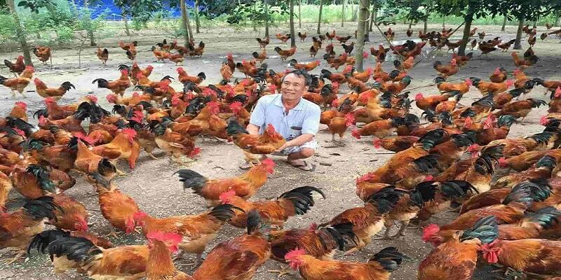 nuôi gà thả vườn quy mô nhỏ