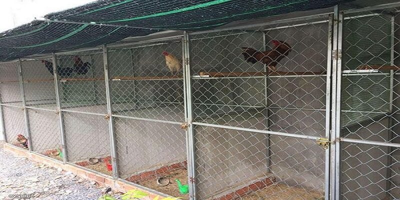 Chú ý đến chuồng trại nơi ở của gà