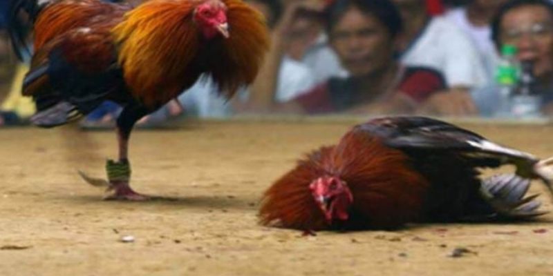 Tại sao đá gà trên mạng luôn thua?