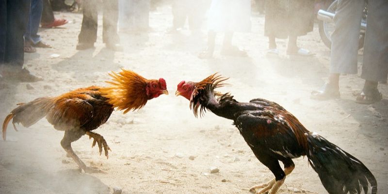 Kinh nghiệm đá gà trực tuyến