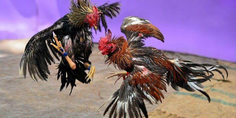 Đá gà trên mạng