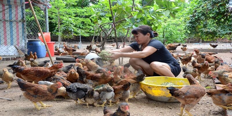 chi phí nuôi gà thả vườn