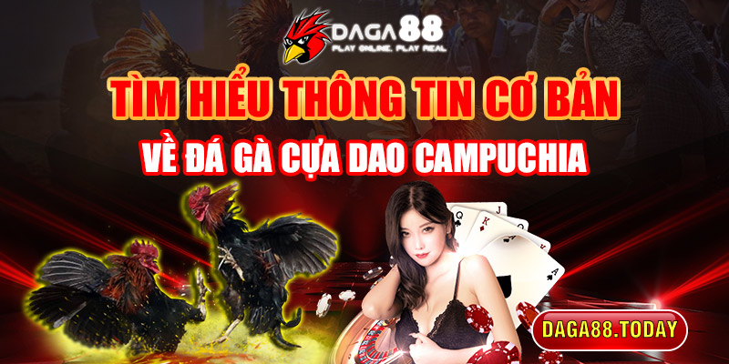 Tìm hiểu thông tin cơ bản về đá gà cựa dao Campuchia