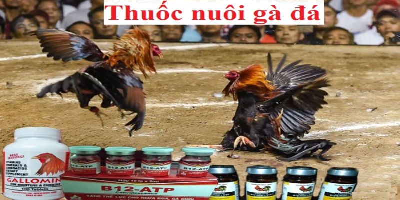 Cần phải bổ sung thêm thuốc phục hồi cho gà đá