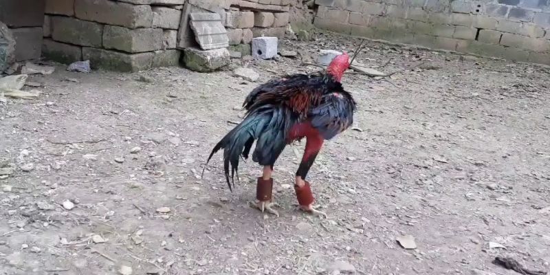 Sử dụng thuốc nuôi gà đá đúng cách