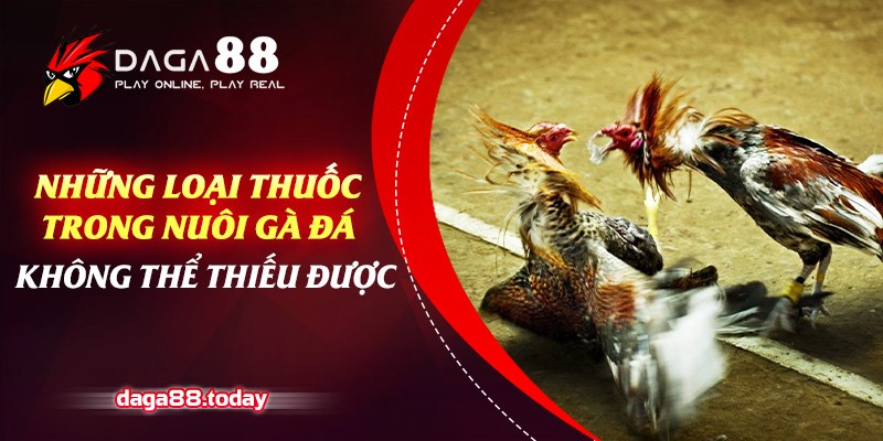 Thuốc nuôi gà đá không thể thiếu