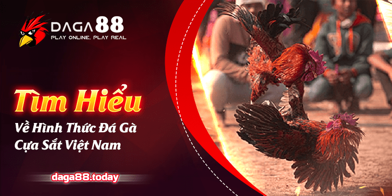 Tìm Hiểu Về Hình Thức Đá Gà Cựa Sắt Việt Nam